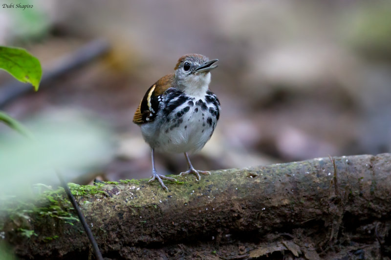 Banded Antbird 