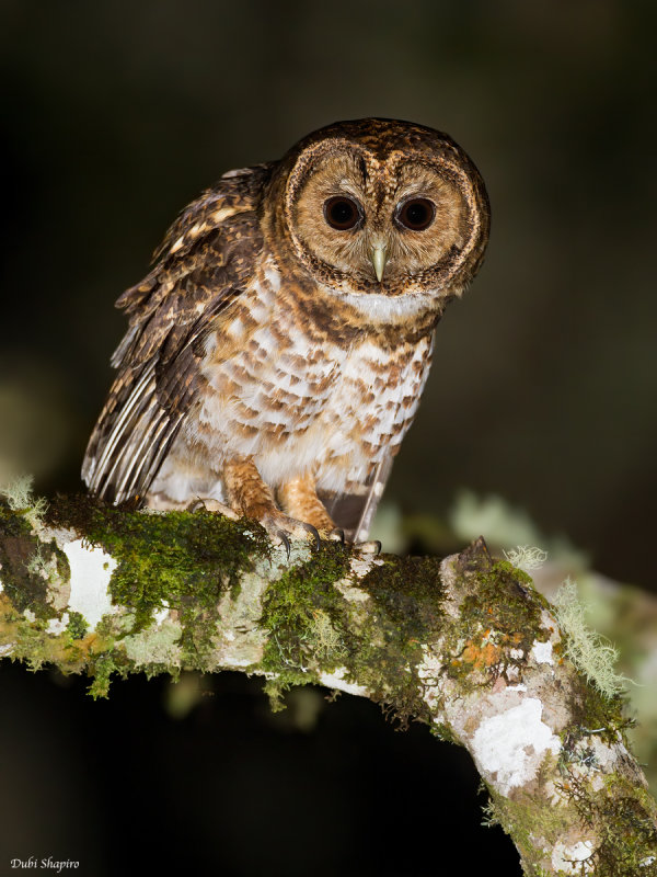 Rusty-barred Owl 