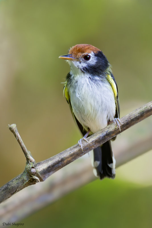 White-cheeked tody-flycatcher 