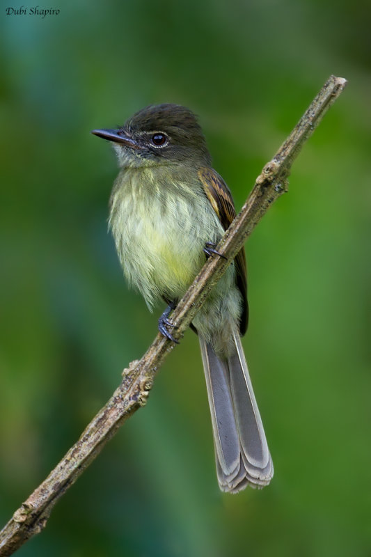 Dusky-tailed Flatbill