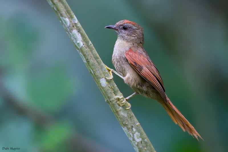  Ash-browed Spinetail 