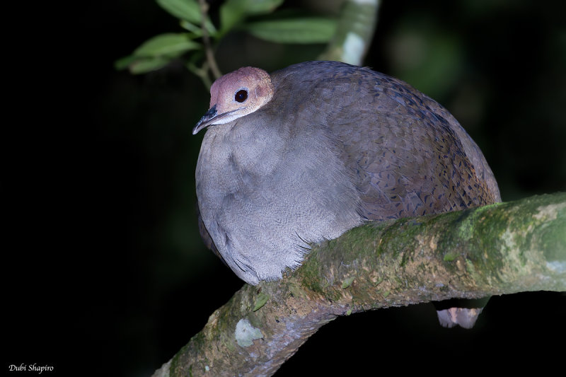 Great Tinamou 