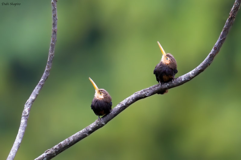 White-throated Jacamar 