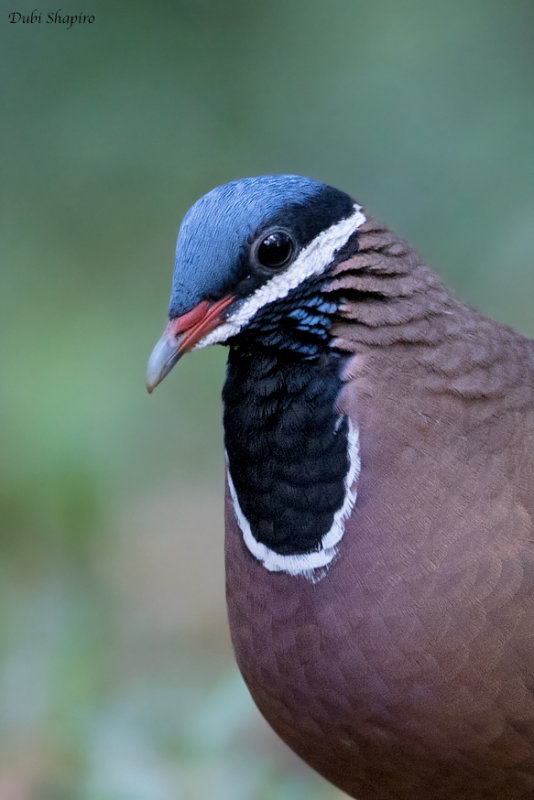 Blue-headed Quail-dove 