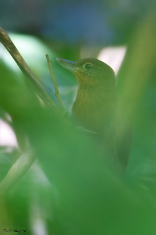  Peruvian Recurvebill 