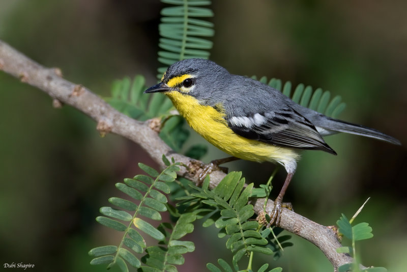 Adelaide's Warbler