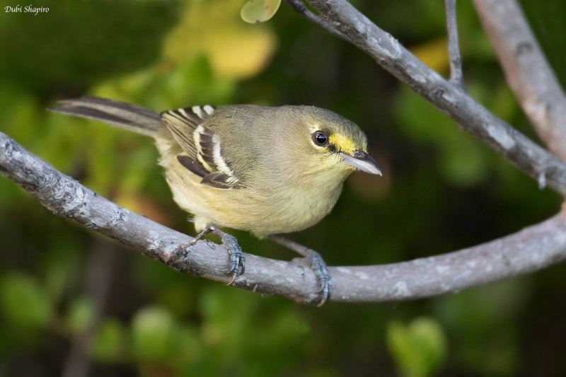  Thick-billed Vireo 