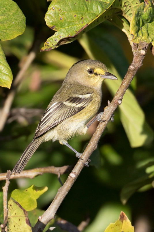  Thick-billed Vireo 