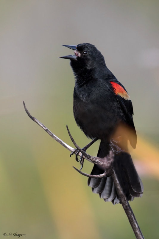 Red-shouldered Blackbird 