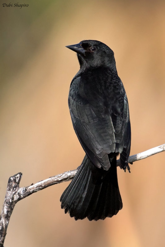 Red-shouldered Blackbird  