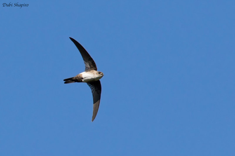 Antillean palm-Swift 