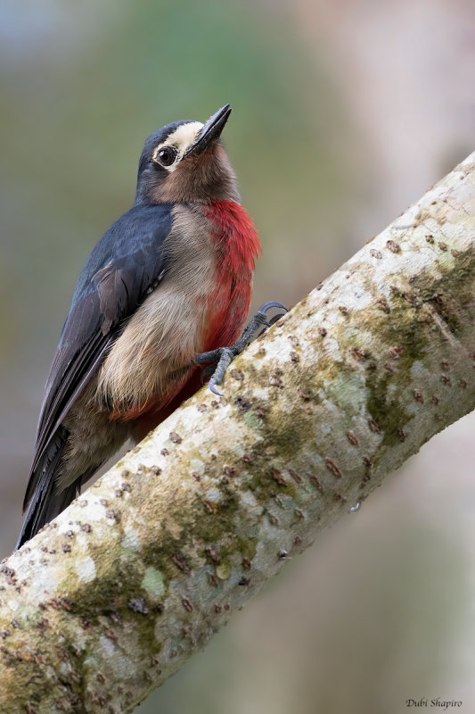 Puerto Rican Woodpecker 