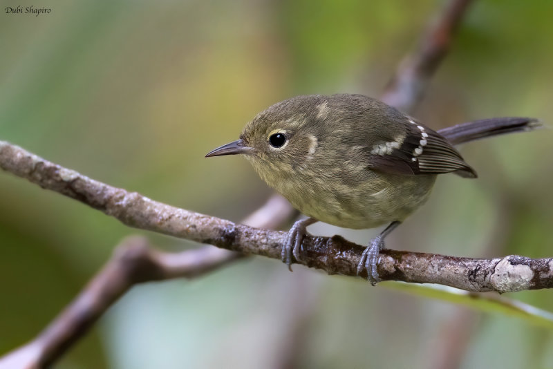 Elfin-woods Warbler 