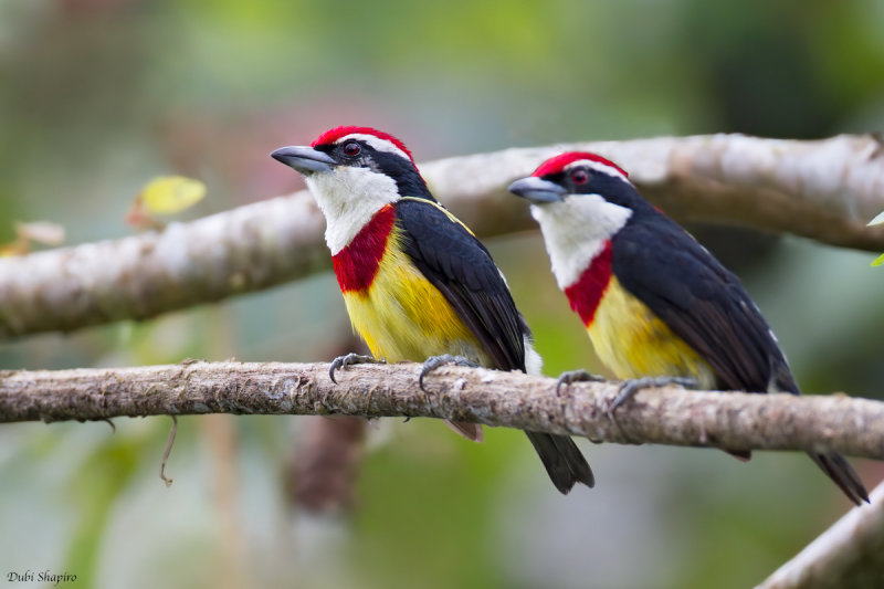 Scarlet-banded barbet 