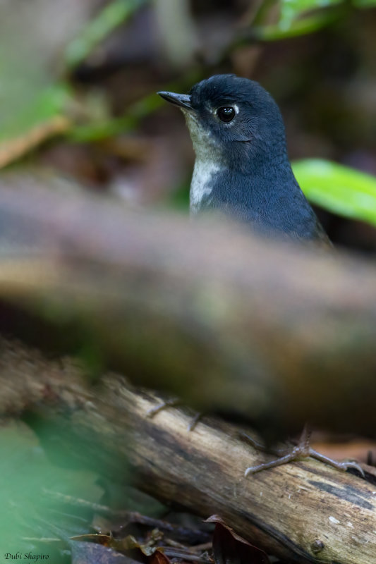 White-breasted Tapaculo 