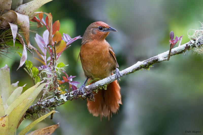 Orange-breasted Thornbird 