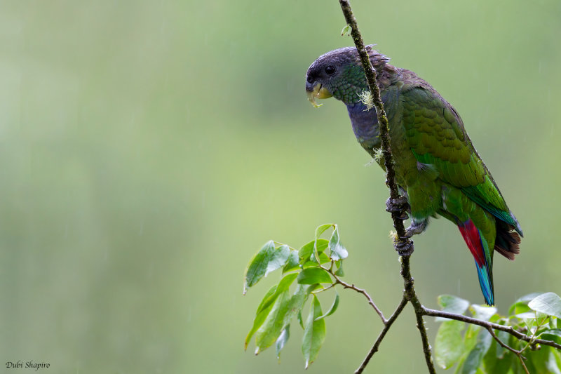Scaly-headed Parrot 