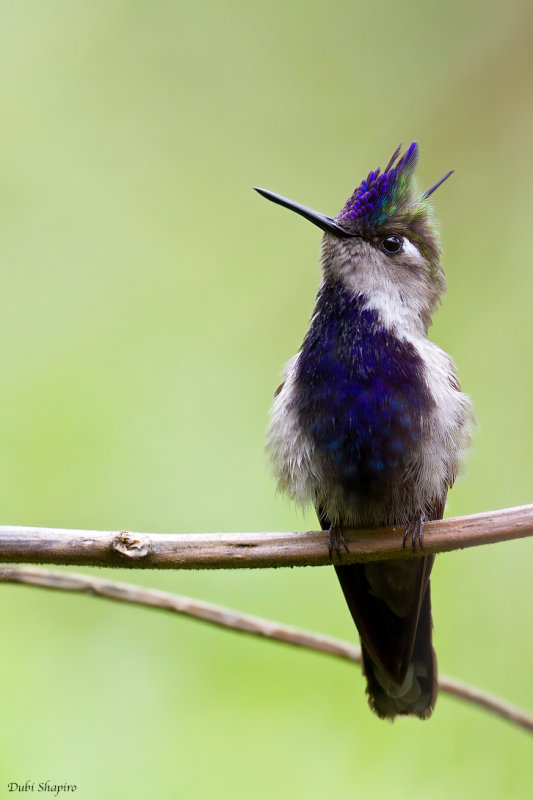 Purple-crowned Plovercrest 