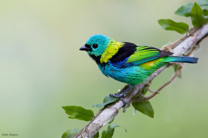 Green-headed Tanager 