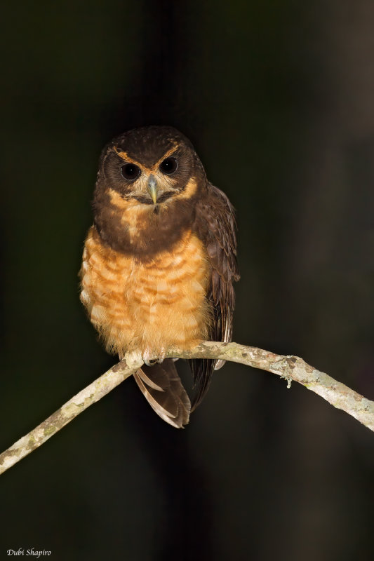 Tawny-browed Owl 