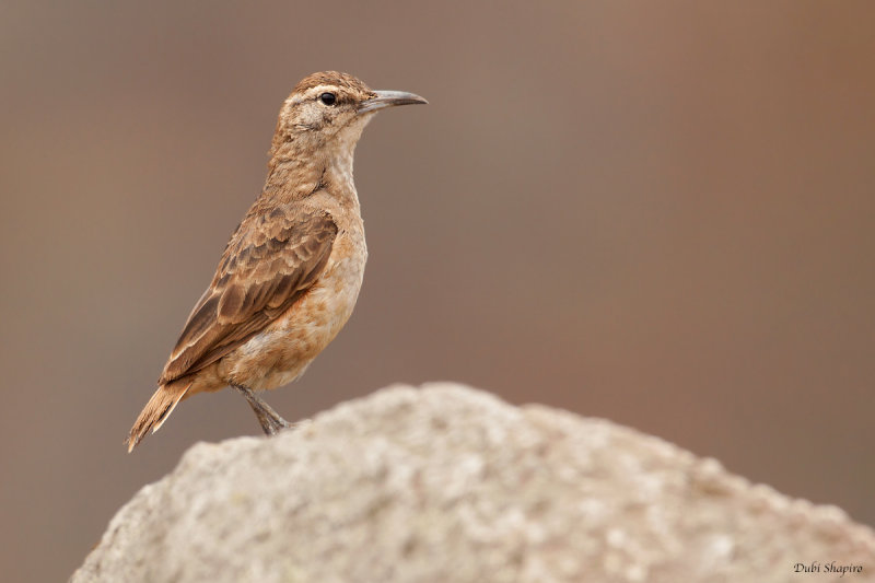 Thick-billed Miner