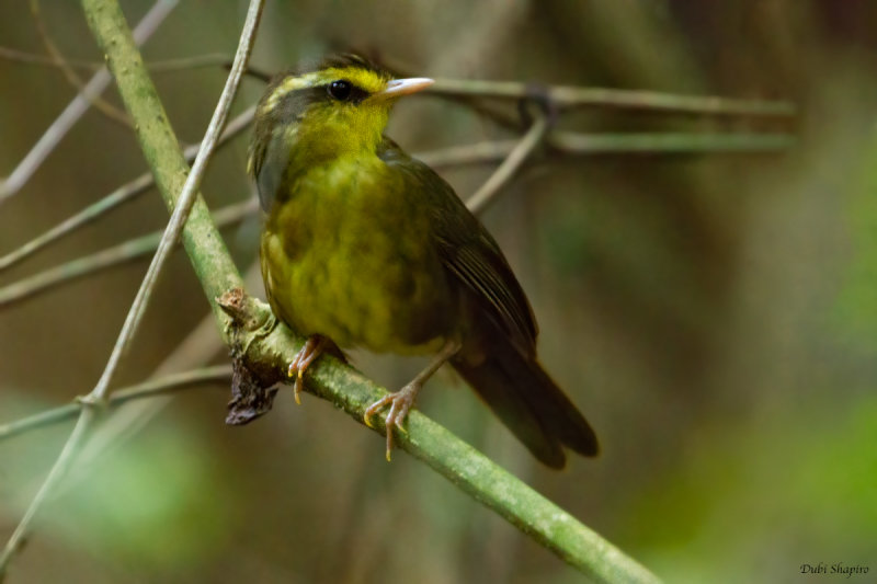Yellow-browed Oxylabes