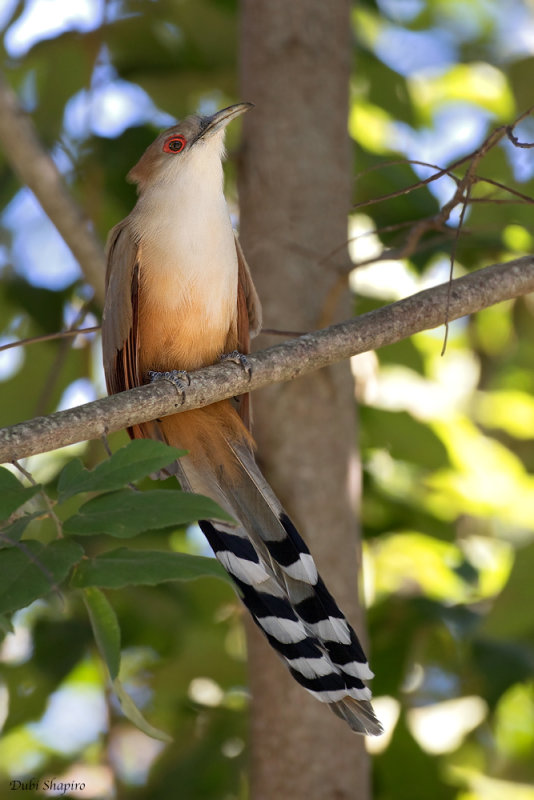 Cuban Lizard-Cuckoo
