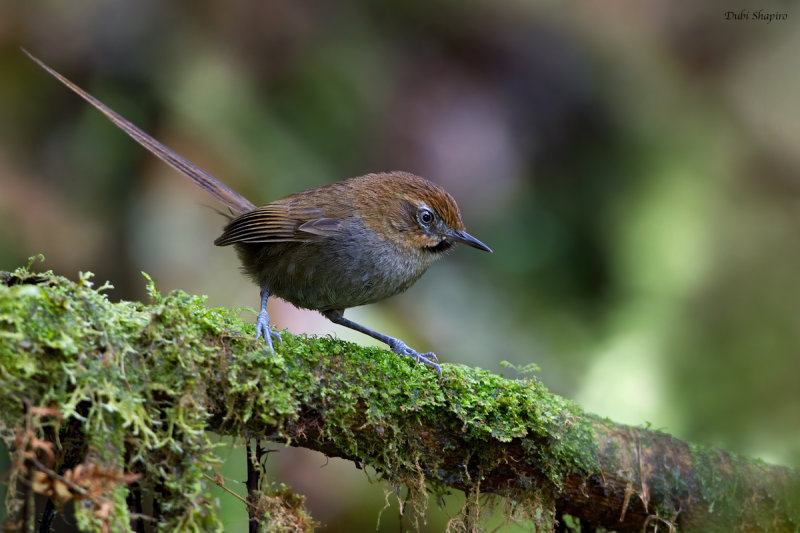 Black-throated Thistletail
