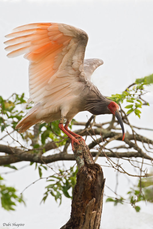 Asian Crested Ibis 
