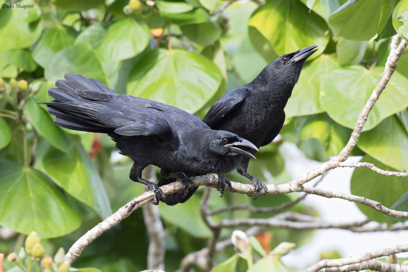 Cuban Crow 