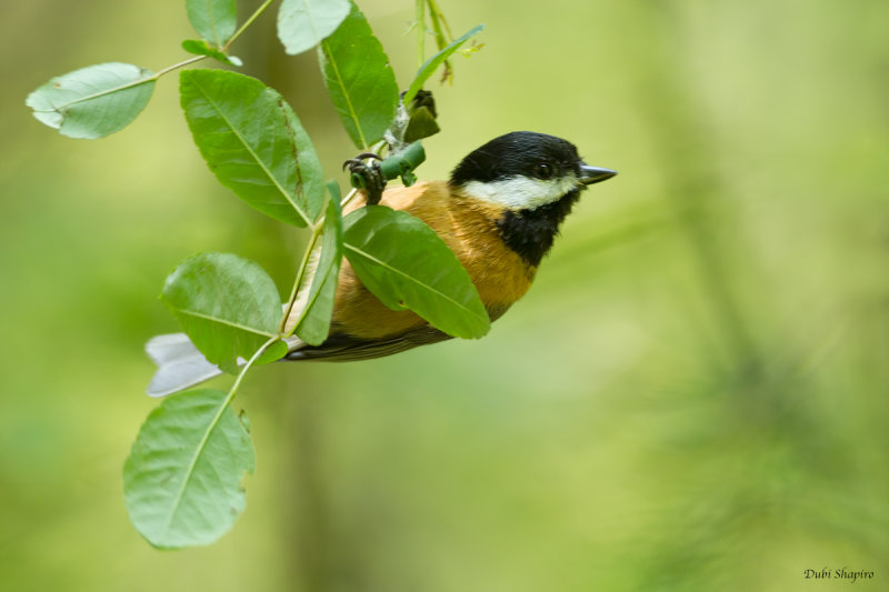  Rusty-breasted Tit 