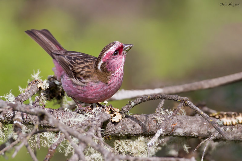Chinese white-browed rosefinch