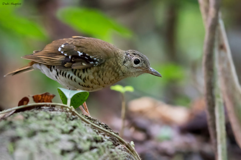 Fawn-breasted Thrush 