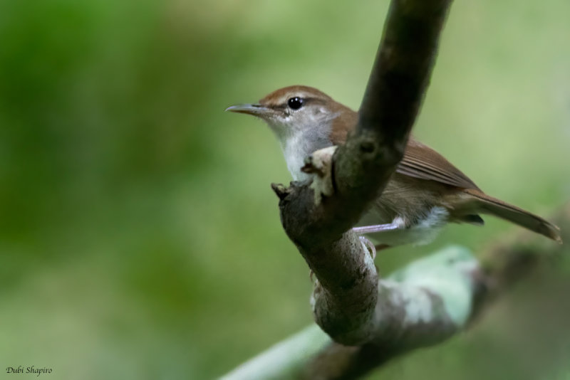 Tanimbar Bush-warbler 