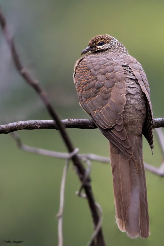 Tanimbar Cuckoo-Dove 