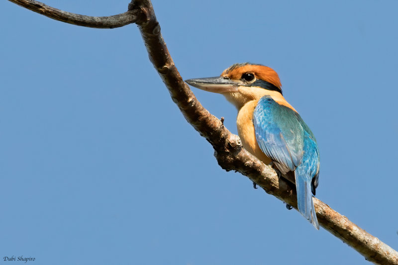 Cinnamon-banded Kingfisher