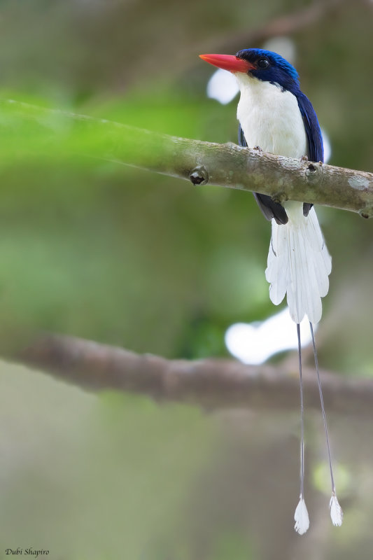 Common Paradise-Kingfisher 