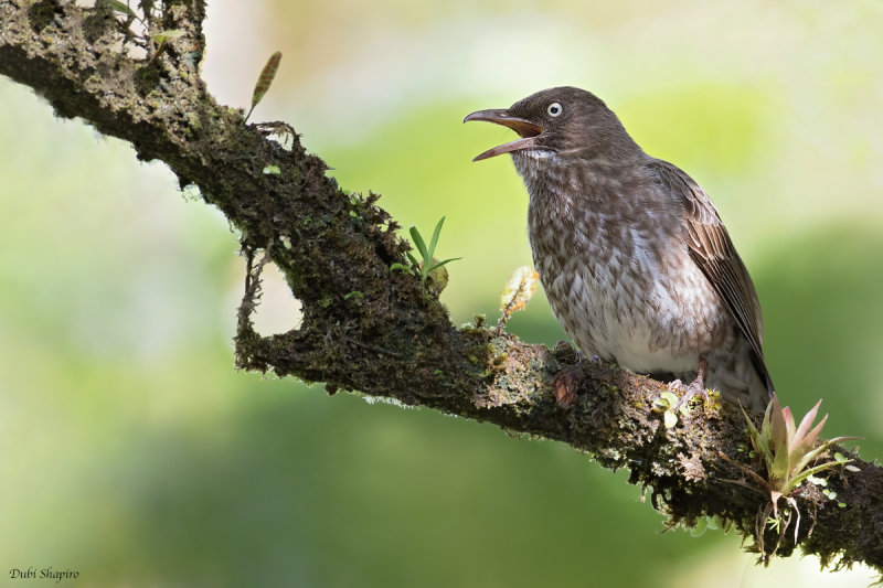 Pearly-eyed Thrasher