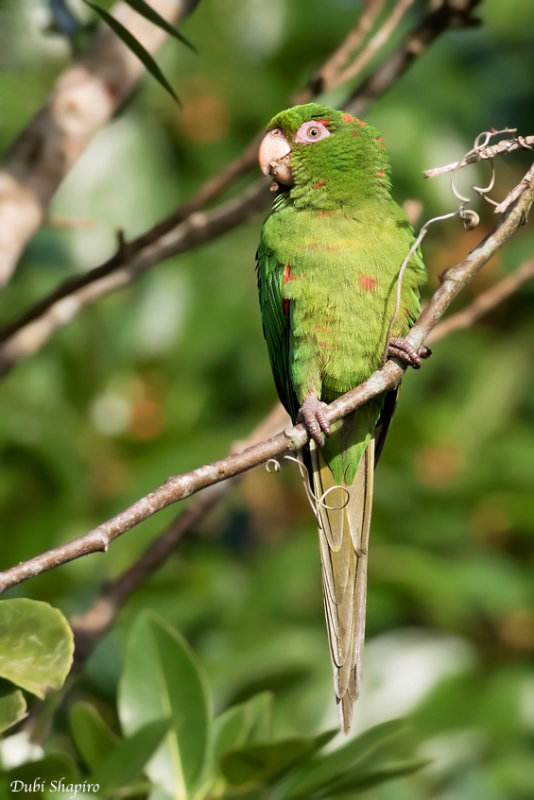 Cuban parakeet 