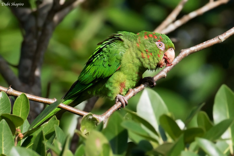 Cuban parakeet 