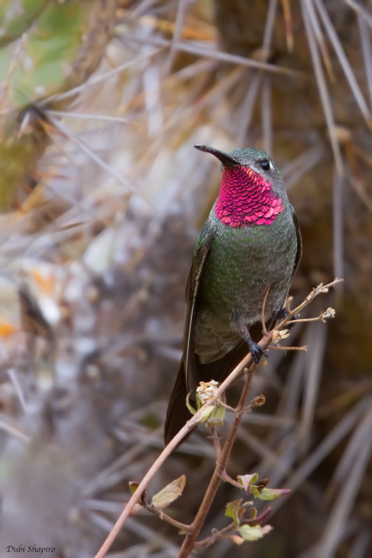 Bronze-tailed Comet 