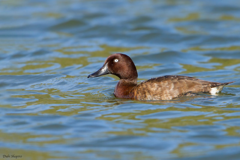 Madagascar Pochard