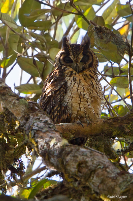 Madagascar Long-eared Owl 