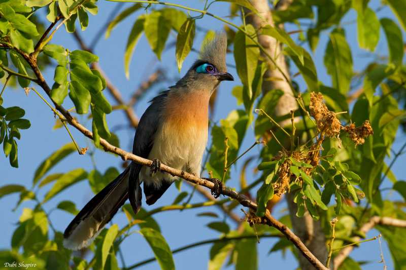 Crested Coua 