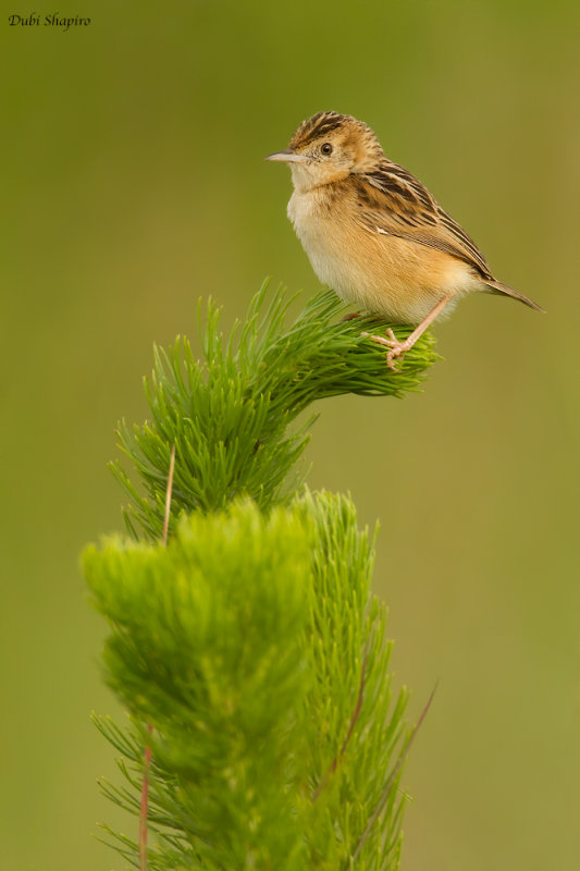 Wing-snapping Cisticola 