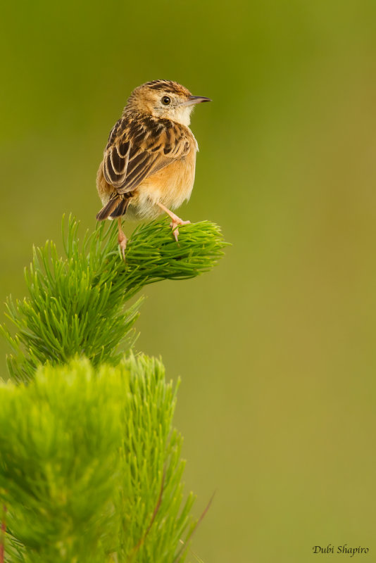 Wing-snapping Cisticola