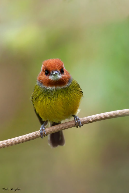 Johnson's Tody-tyrant