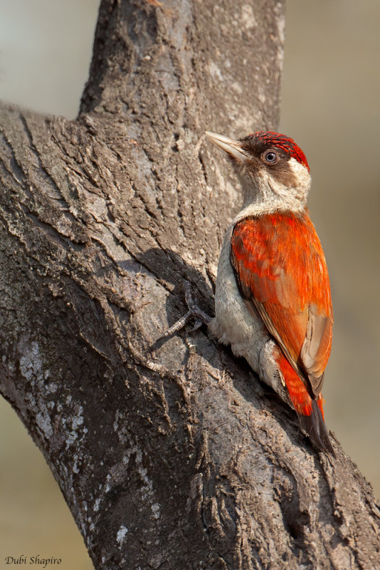 Scarlet-backed Woodpecker