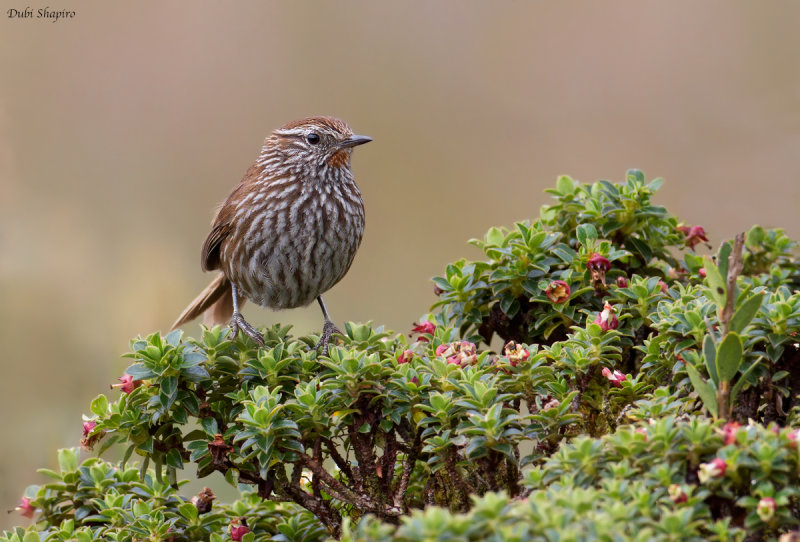 Line-fronted Canastero