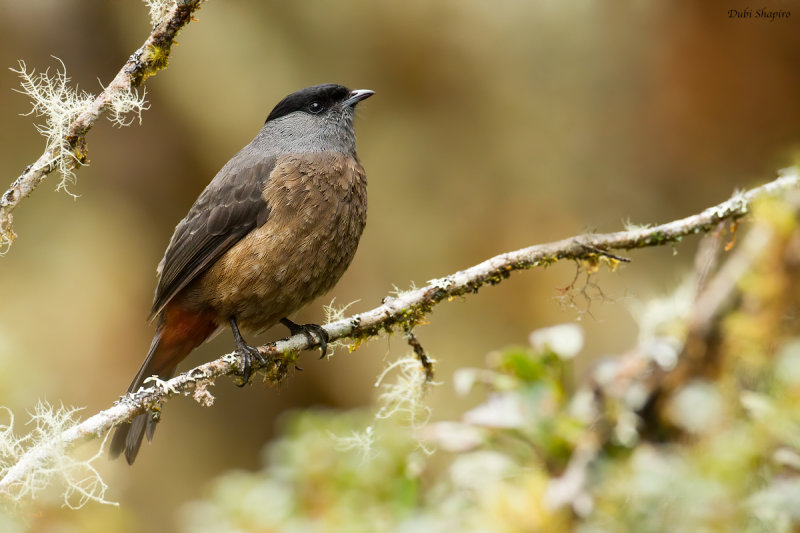 Bay-Vented Cotinga 